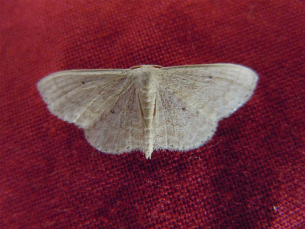 Idaea o Scopula?